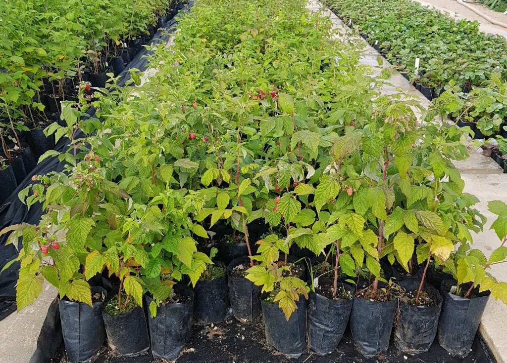 Штамбовый сорт среднего срока созревания малины Крепыш