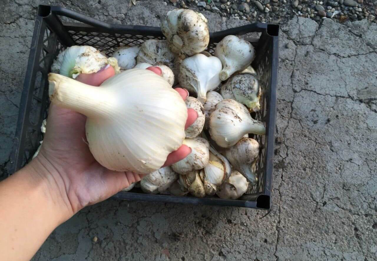 Особенности выращивания лукочеснока Рокамболь