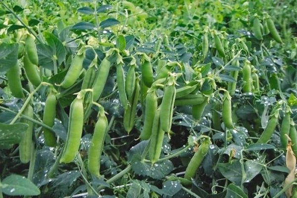 Лучшие сидераты перед картошкой для улучшения почвы