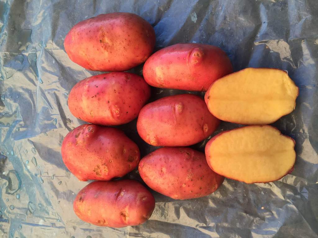 Картошка Ред Скарлет — описание и время созревания