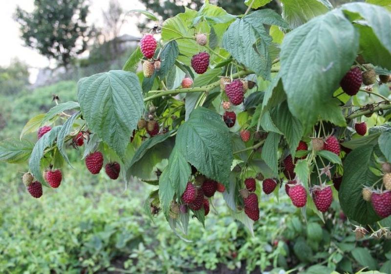 Описание ремонтантного сорта малины Полана