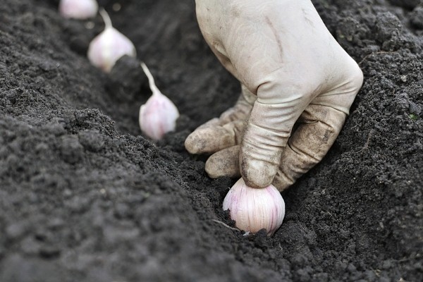Технология выращивания крупного чеснока в открытом грунте