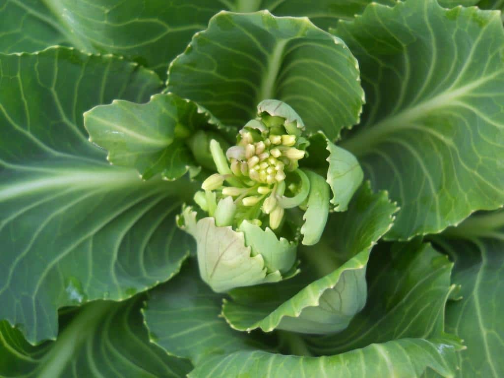 Как вырастить хороший урожай капусты Валентина