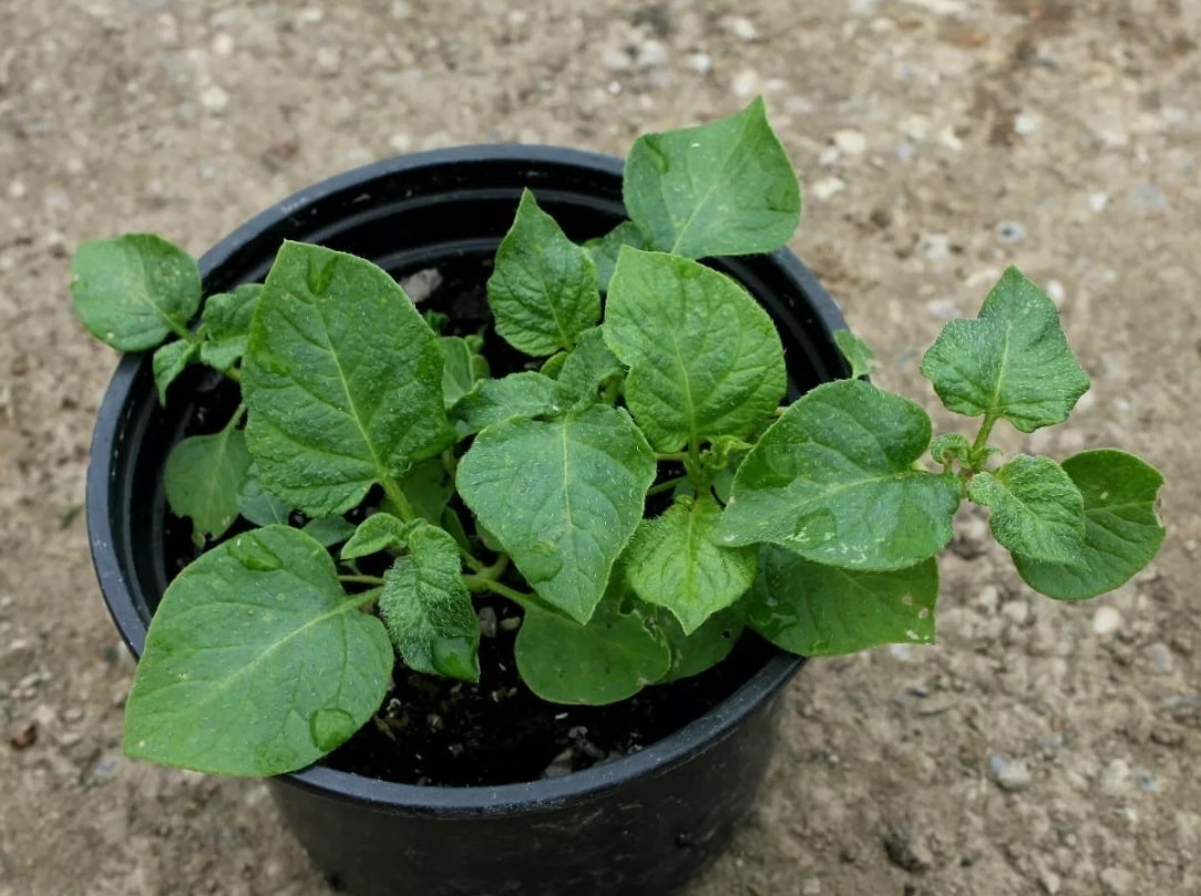 Выращивание картошки из семян в домашних условиях