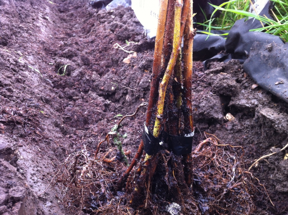 Как правильно посадить саженцы малины осенью