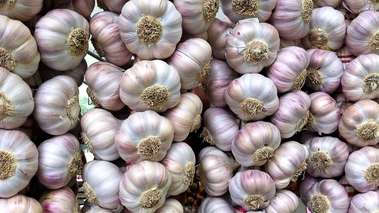 Как подготовить чеснок перед осенней посадкой