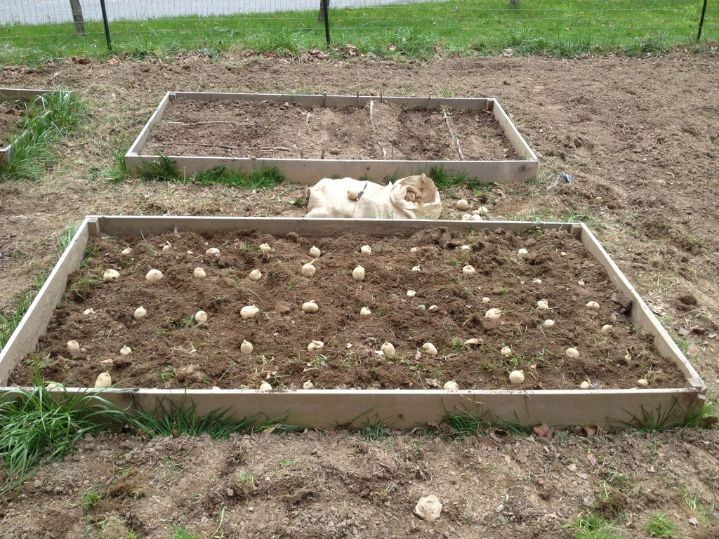 Как поэтапно сажать картошку под солому на огороде?