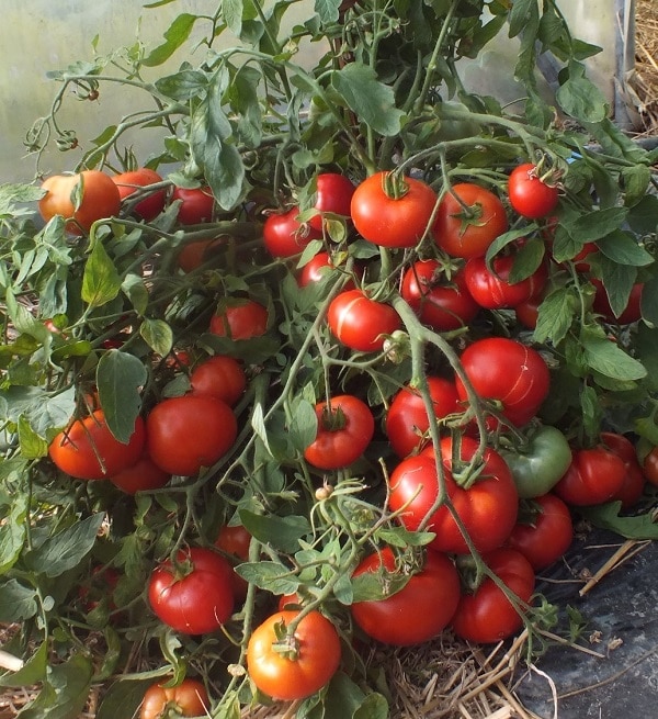 История сорта и уникальность томата Монгольский карлик