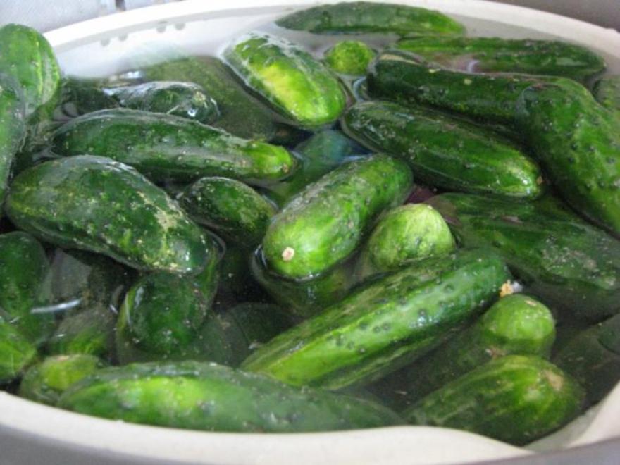 Хранение свежих огурцов в домашних условиях