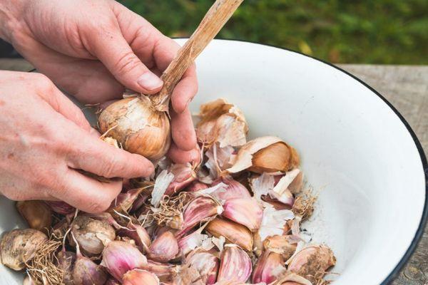 Технология выращивания крупного чеснока в открытом грунте
