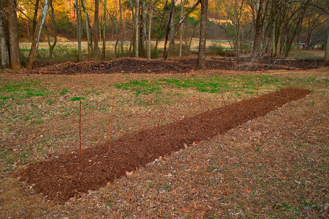 Как правильно посадить саженцы малины осенью