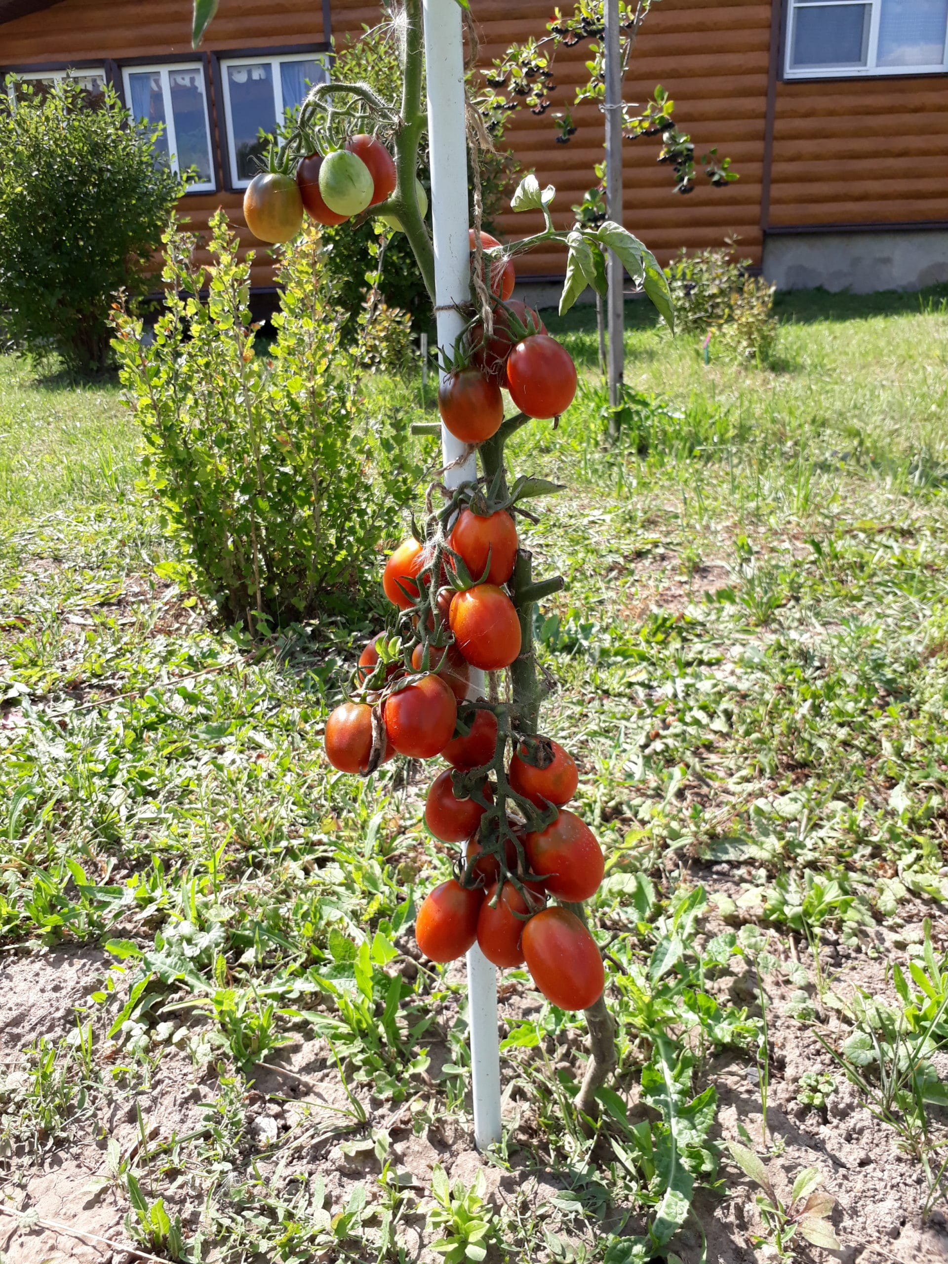 Характеристика сорта черного томата Мавр