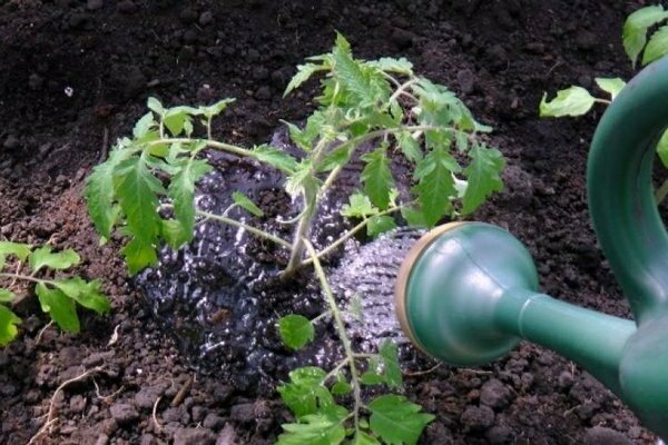 Описание и характеристика сорта томата Банановые ноги