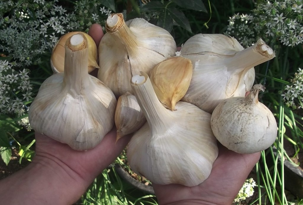 Особенности выращивания лукочеснока Рокамболь