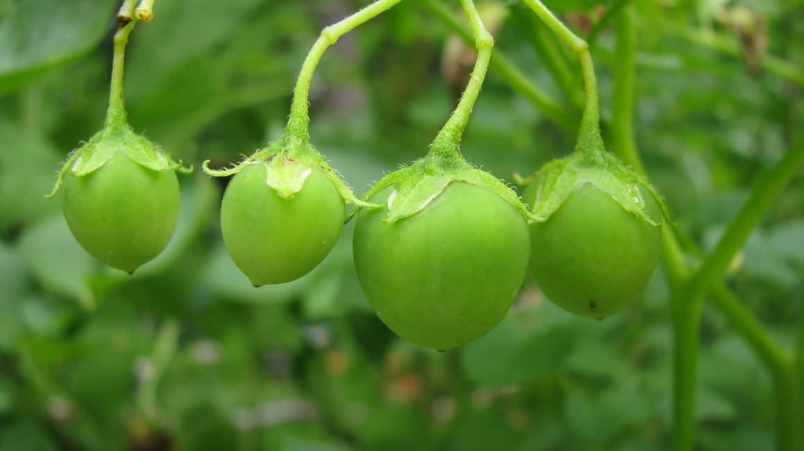 Выращивание картошки из семян в домашних условиях