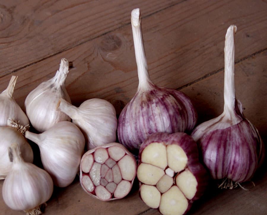 Как подготовить чеснок перед осенней посадкой