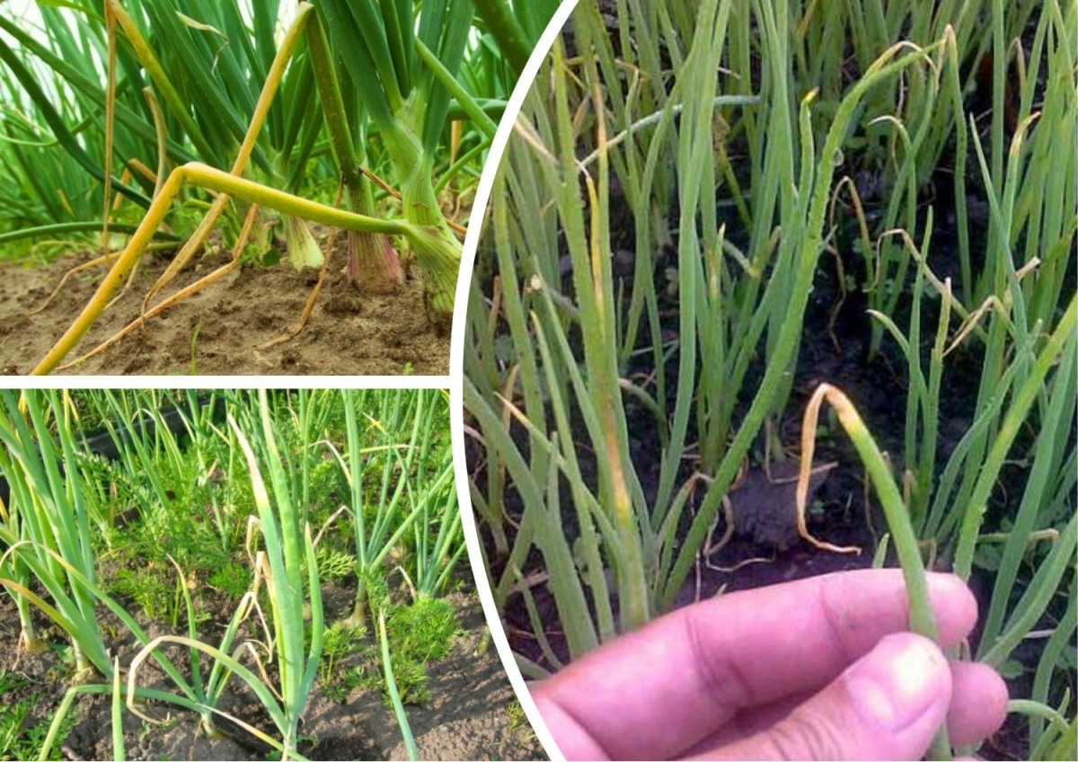 Посадки на грядке после чеснока — что можно и нельзя сажать