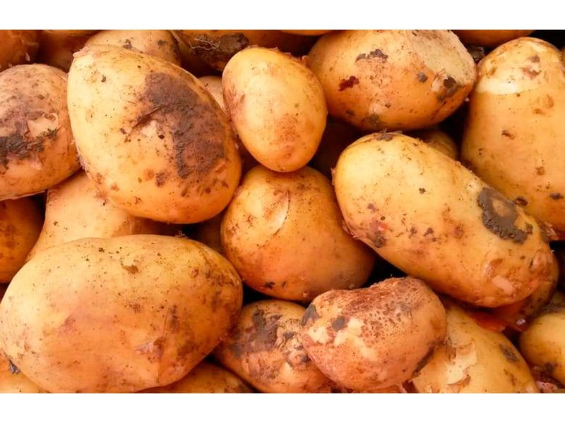 Генномодифицированные сорта картофеля — как отличить от обычных?