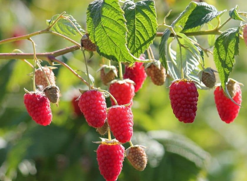 Лучшие и популярные сорта малины для выращивания