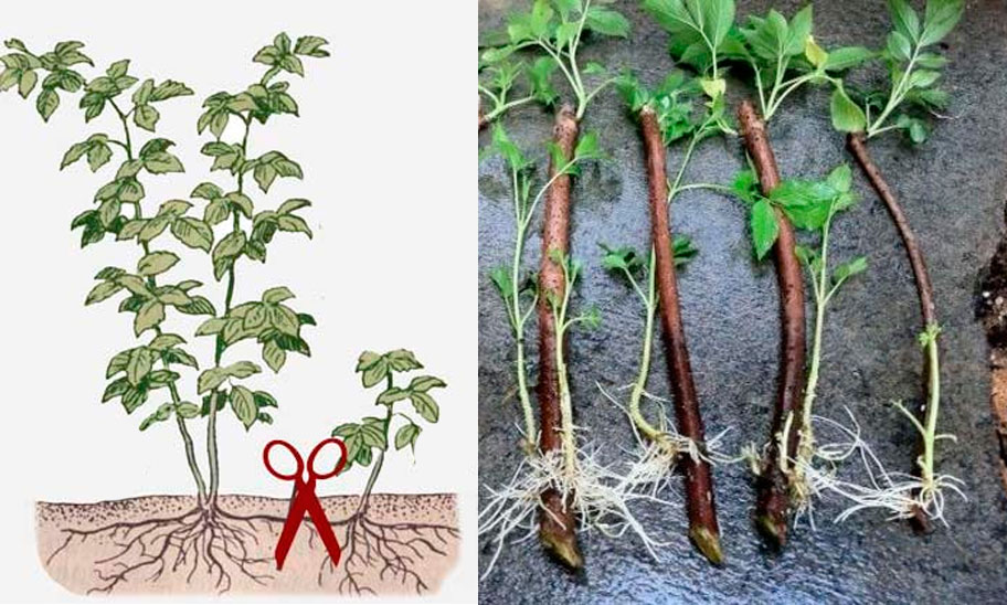 Характеристика и описание ежемалины Тайберри