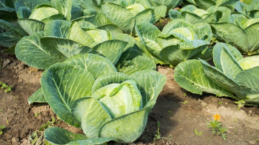 Сколько градусов мороза выдерживает капуста