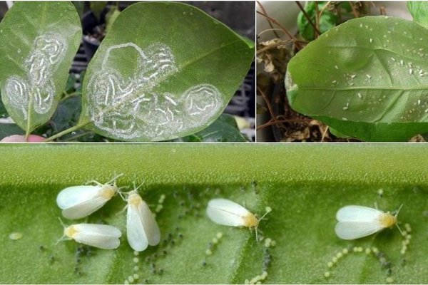 Описание и характеристика сорта томата Банановые ноги