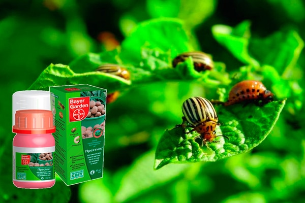 Инструкция по применению Престижа для обработки картошки