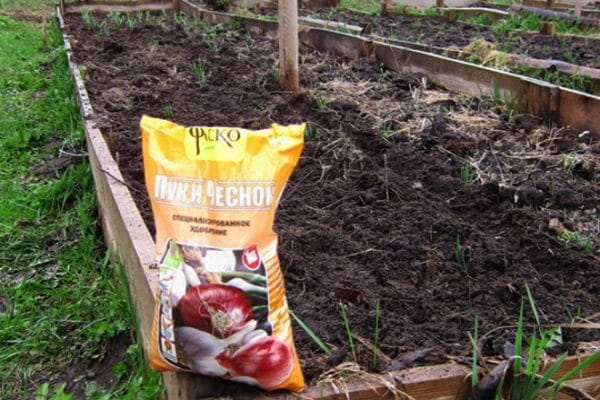 Технология выращивания крупного чеснока в открытом грунте