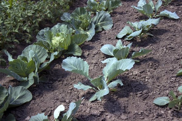 Что можно посадить после томатов на следующий год