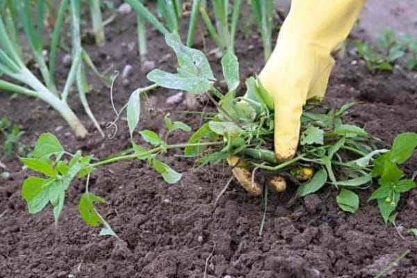 Какая температура должна быть для роста помидоров