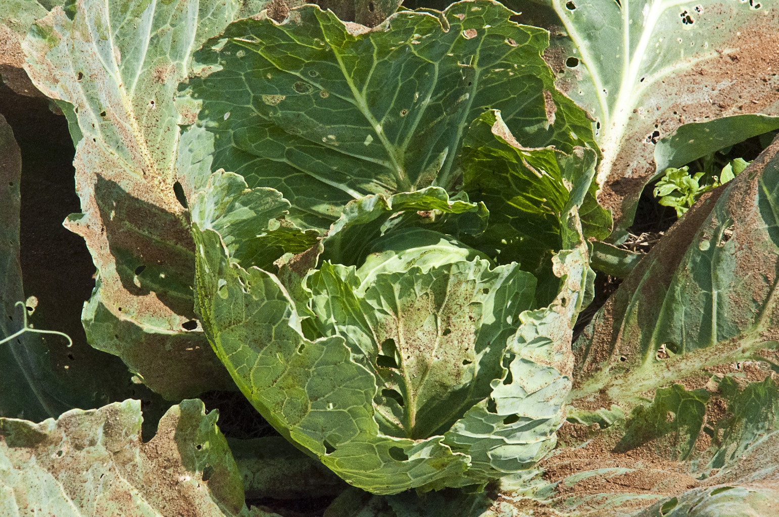 Описание сорта капусты Атрия и ее особенности выращивания