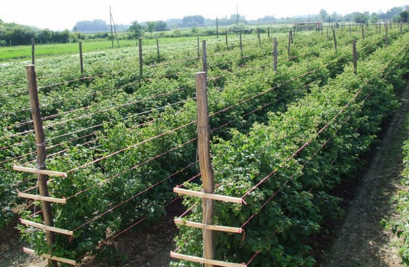 Описание ремонтантного сорта малины Полана