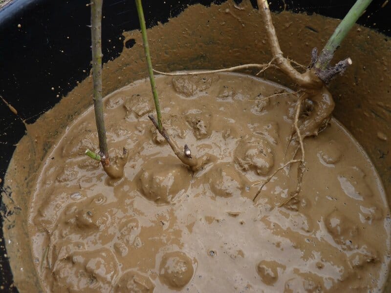 Как правильно посадить саженцы малины осенью