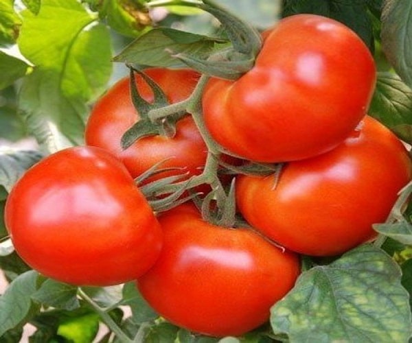 Как удачно посадить помидоры под зиму в теплице или открытом грунте