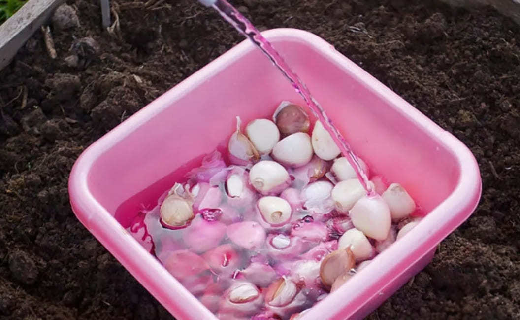 Как подготовить чеснок перед осенней посадкой