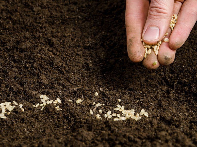 Выращивание картошки из семян в домашних условиях