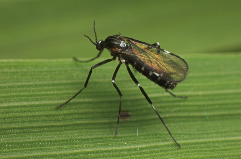 Штамбовый сорт среднего срока созревания малины Крепыш