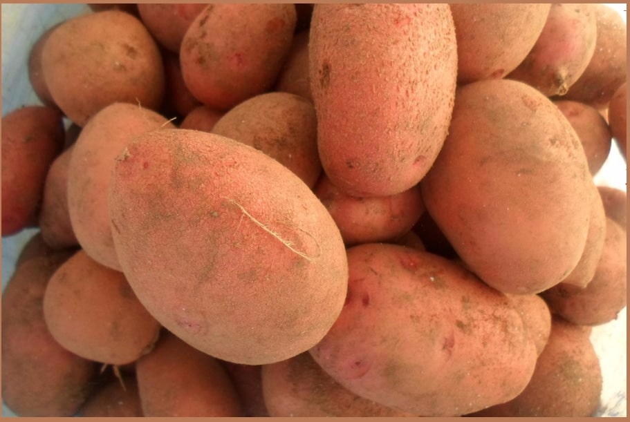 Названия лучших сортов белого картофеля