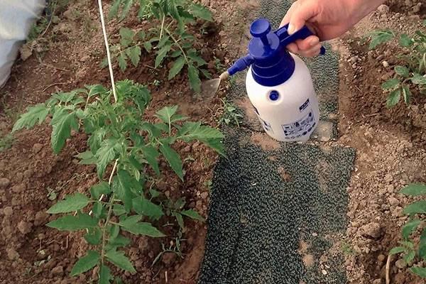 Какая температура должна быть для роста помидоров