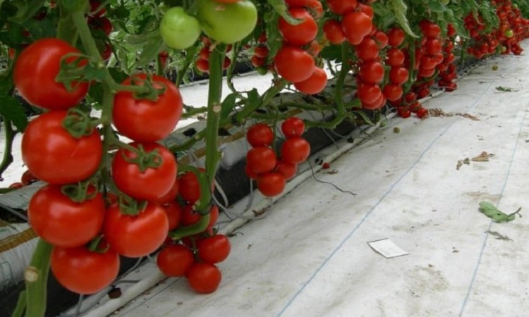 Как удачно посадить помидоры под зиму в теплице или открытом грунте