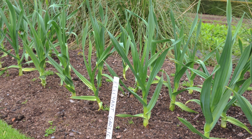 Особенности выращивания лукочеснока Рокамболь