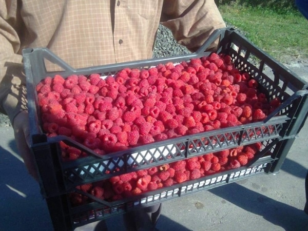 Описание ремонтантного сорта малины Полана