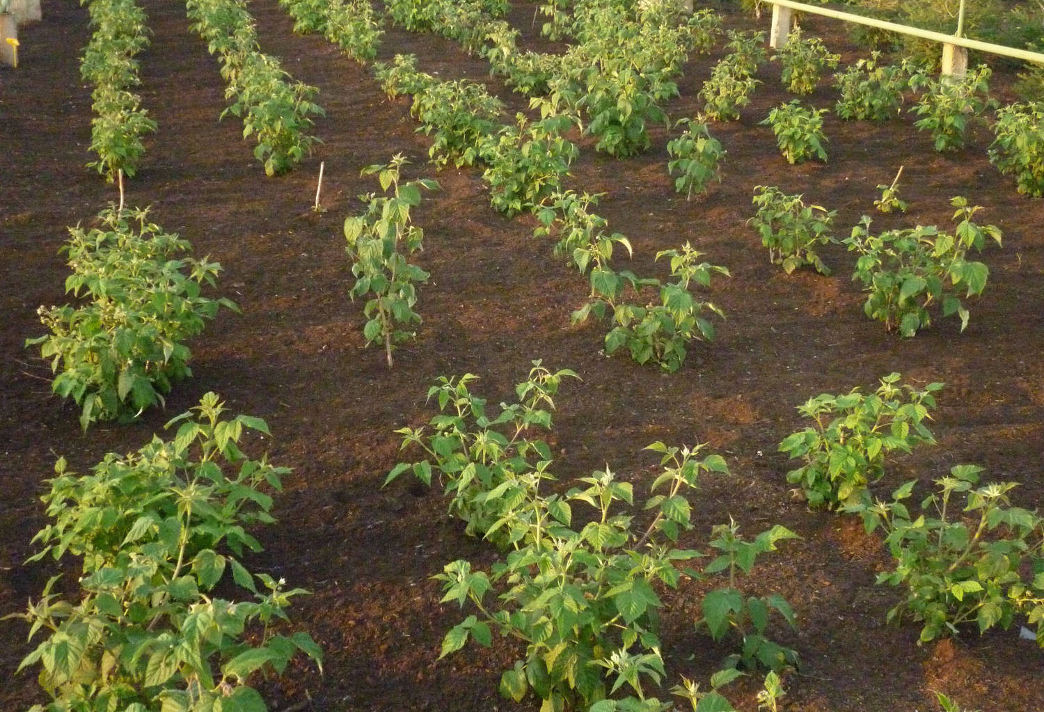 Как правильно посадить саженцы малины осенью