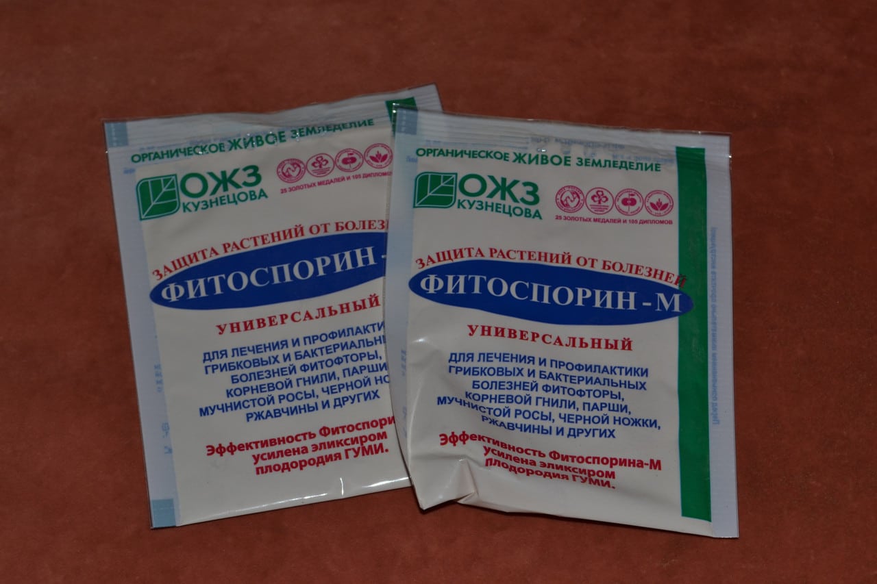 Как подготовить чеснок перед осенней посадкой