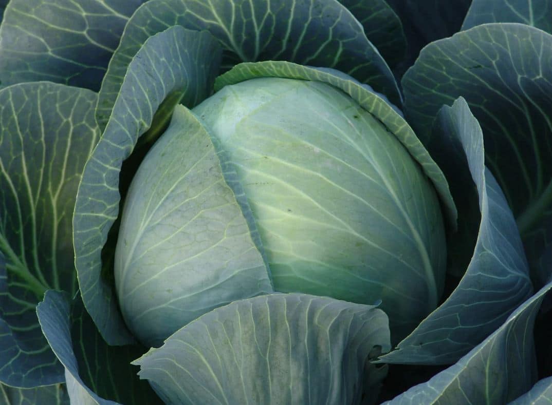 Сроки уборки поздней капусты для хранения