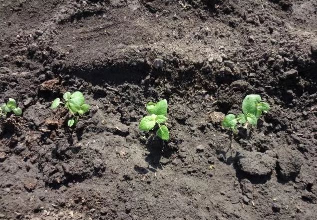 Выращивание картошки из семян в домашних условиях