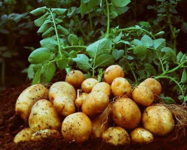 Генномодифицированные сорта картофеля — как отличить от обычных?