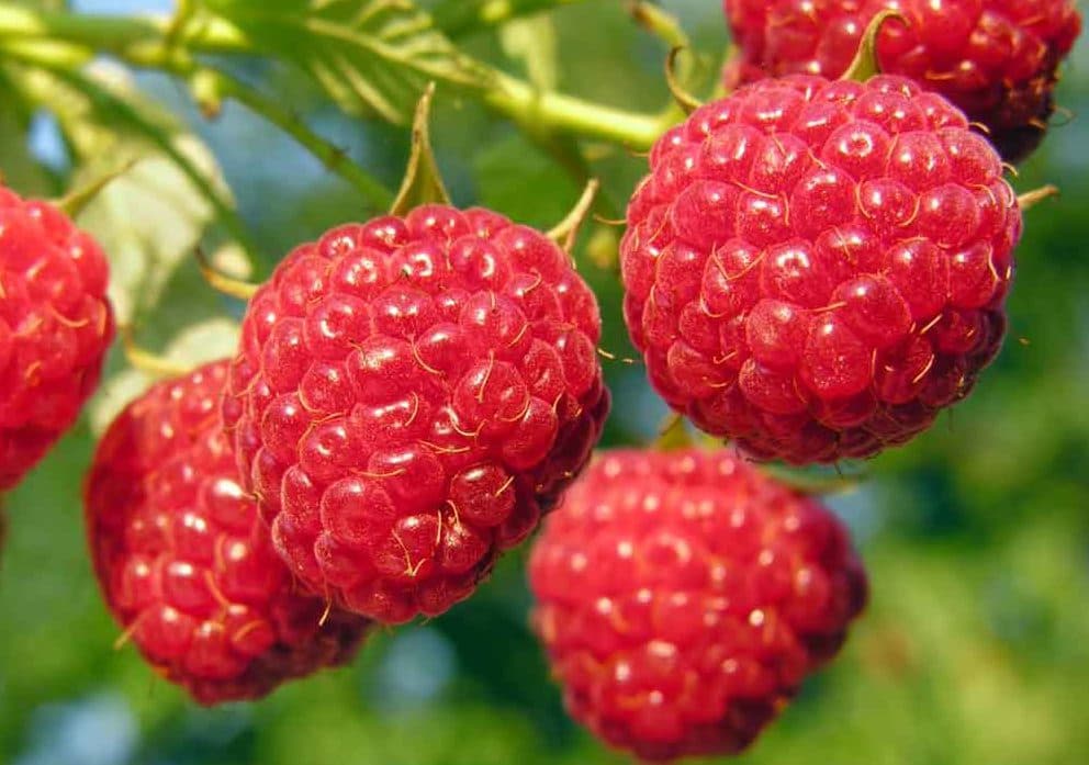 Лучшие и популярные сорта малины для выращивания