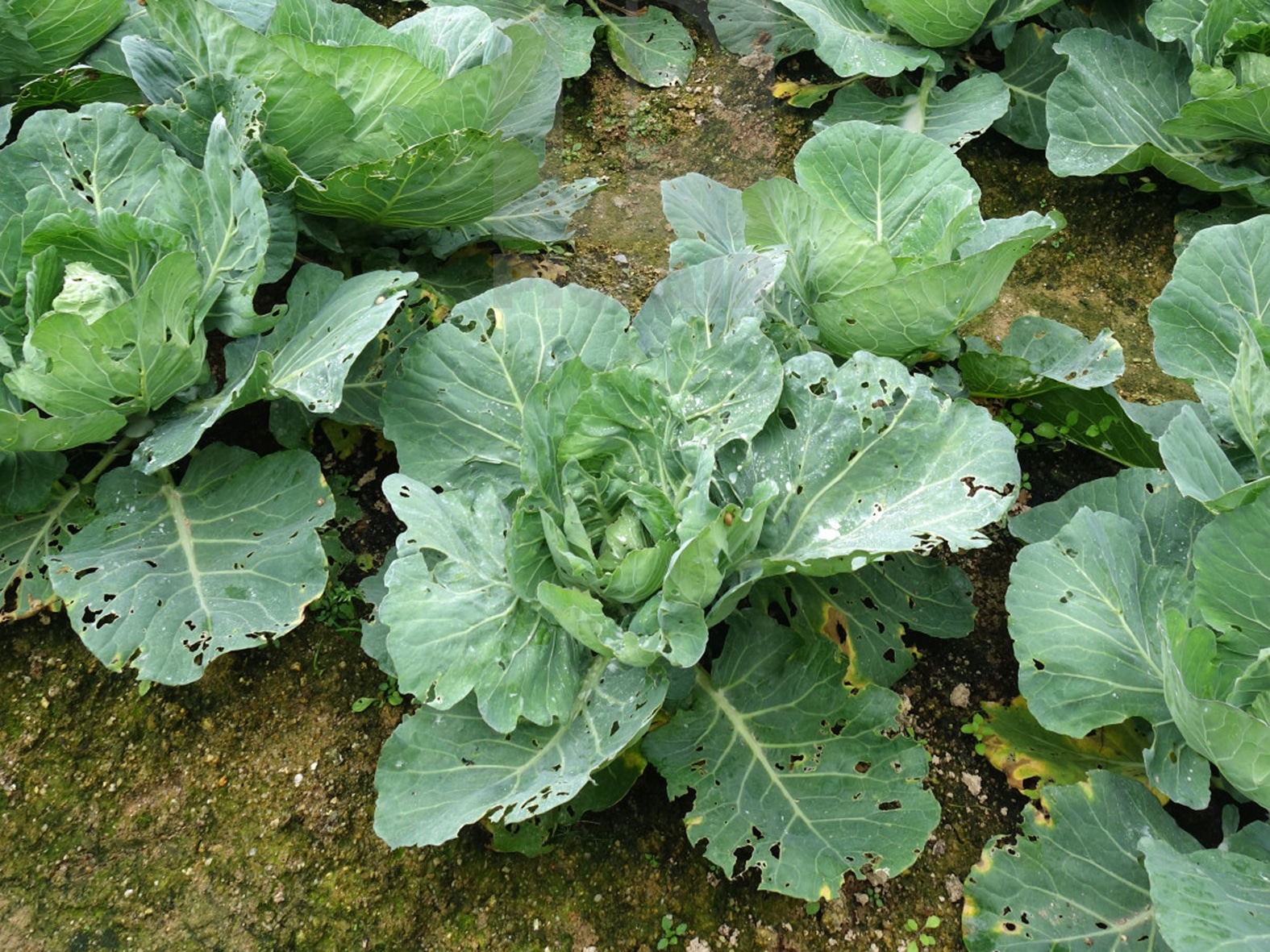 Особенности белокочанной капусты сорта белорусская