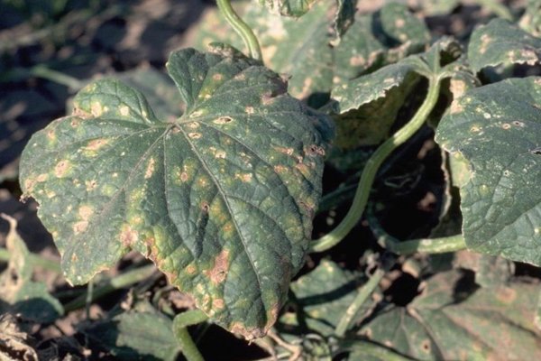 Что можно посадить после томатов на следующий год